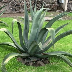 Meet your Posher, Marisol